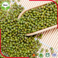 Venta al por mayor Verde Seco Mung Bean